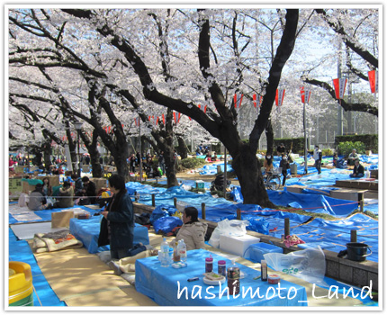 上野公園の桜