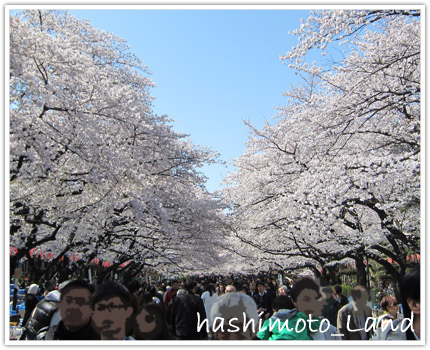 上野公園の桜