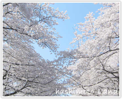 上野公園の桜