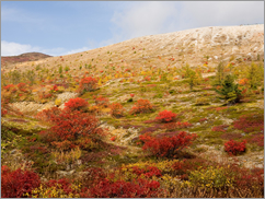 草津白根山