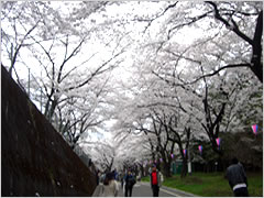 赤城南面千本桜