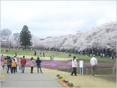 赤城南面千本桜・芝桜