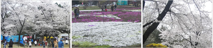 赤城南面千本桜・芝桜