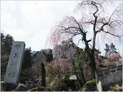 妙義神社しだれ桜