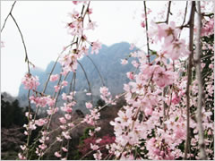 妙義神社しだれ桜