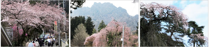 妙義神社しだれ桜