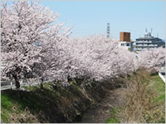 常阿弥児童公園・一貫掘川の桜