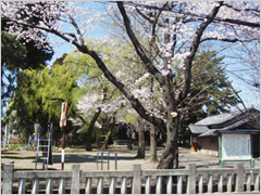 柳原馬頭観世音堂の桜