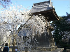 滝の慈眼寺のしだれ桜