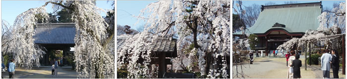 滝の慈眼寺のしだれ桜