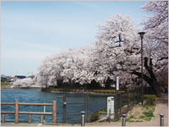 三ツ寺公園の桜