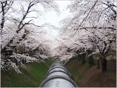 佐久発電所の桜