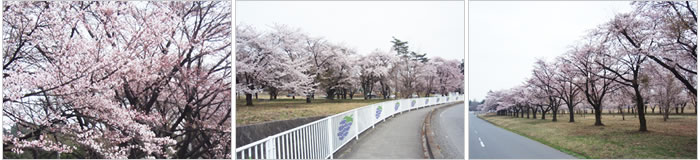 相馬ヶ原の桜並木の桜