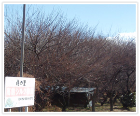 高前シルク梅園